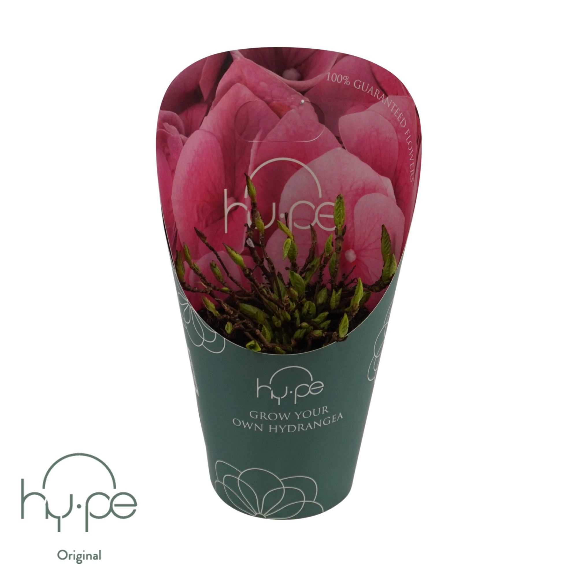 Grow Your Own Mophead Pink 7+ | Hy-pe Original, D 14