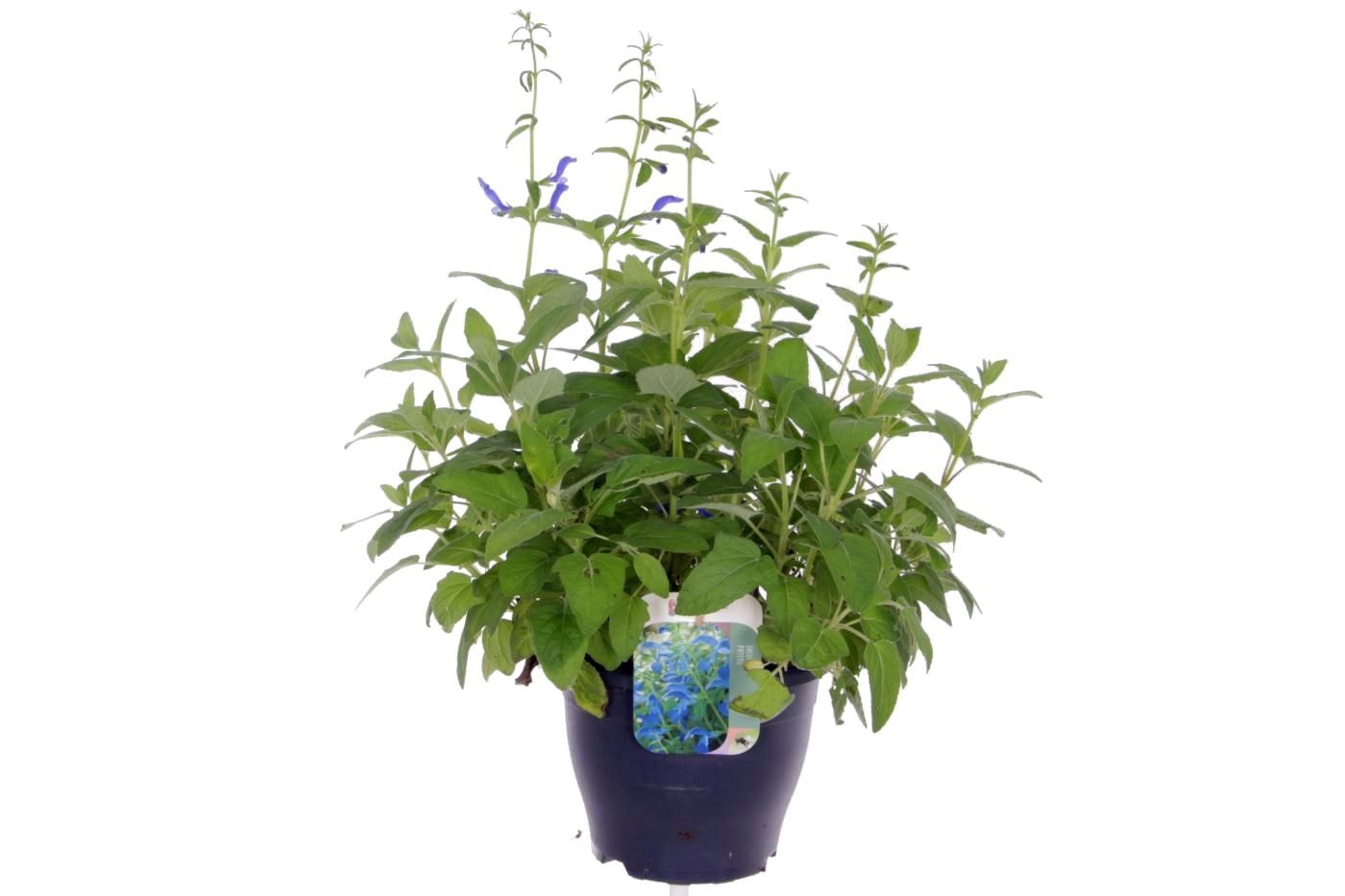 Salvia patens Patio Dark Blue, D 23 cm