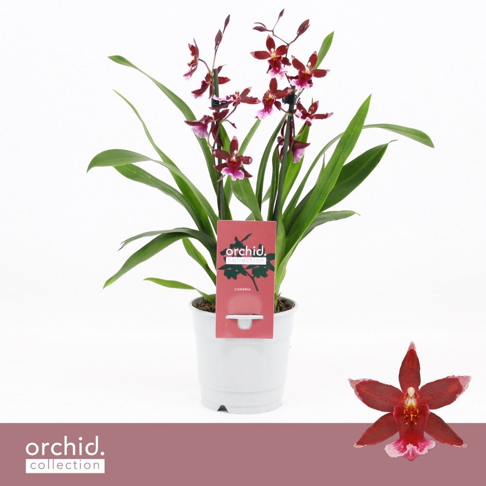 Barrocco Red, 2-spike Compact 'Orchid Collection', D 12