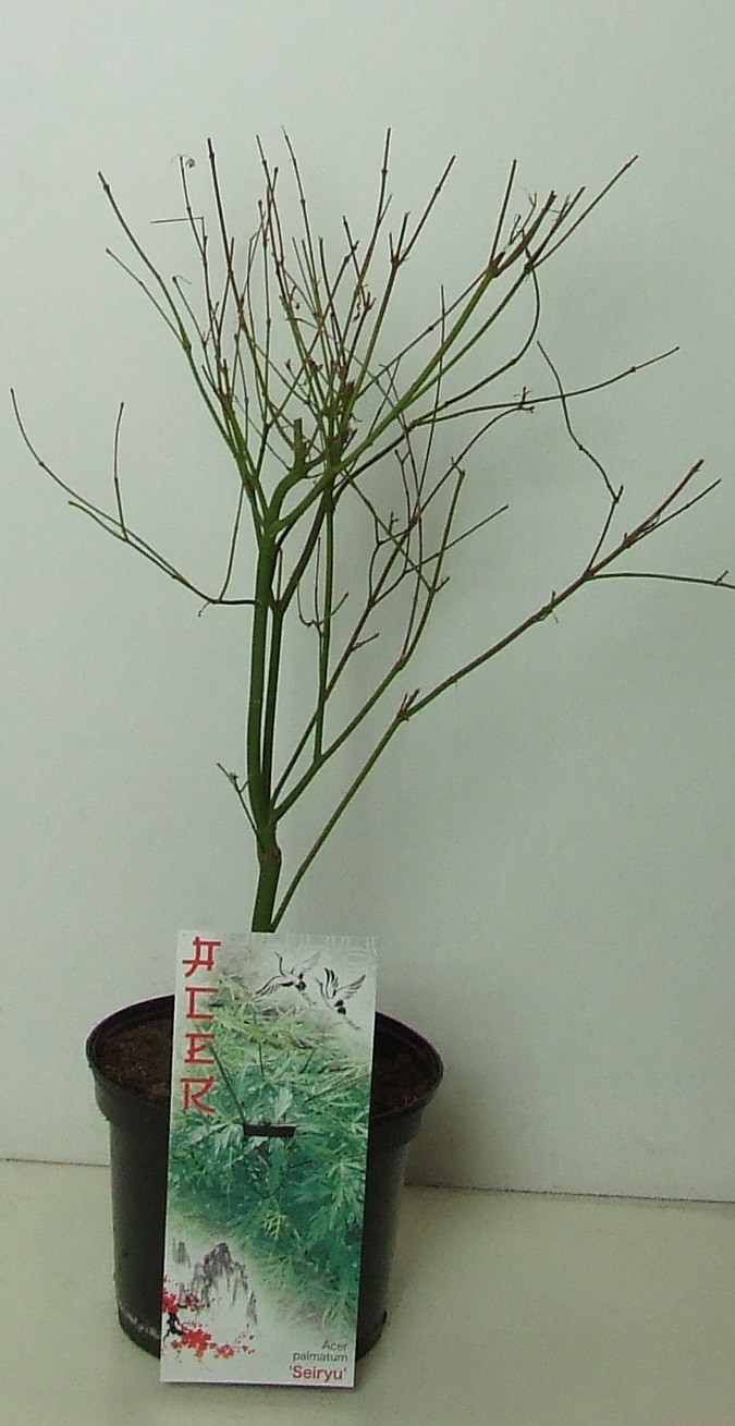 Acer palmatum 'Seiryu' P19, D 19