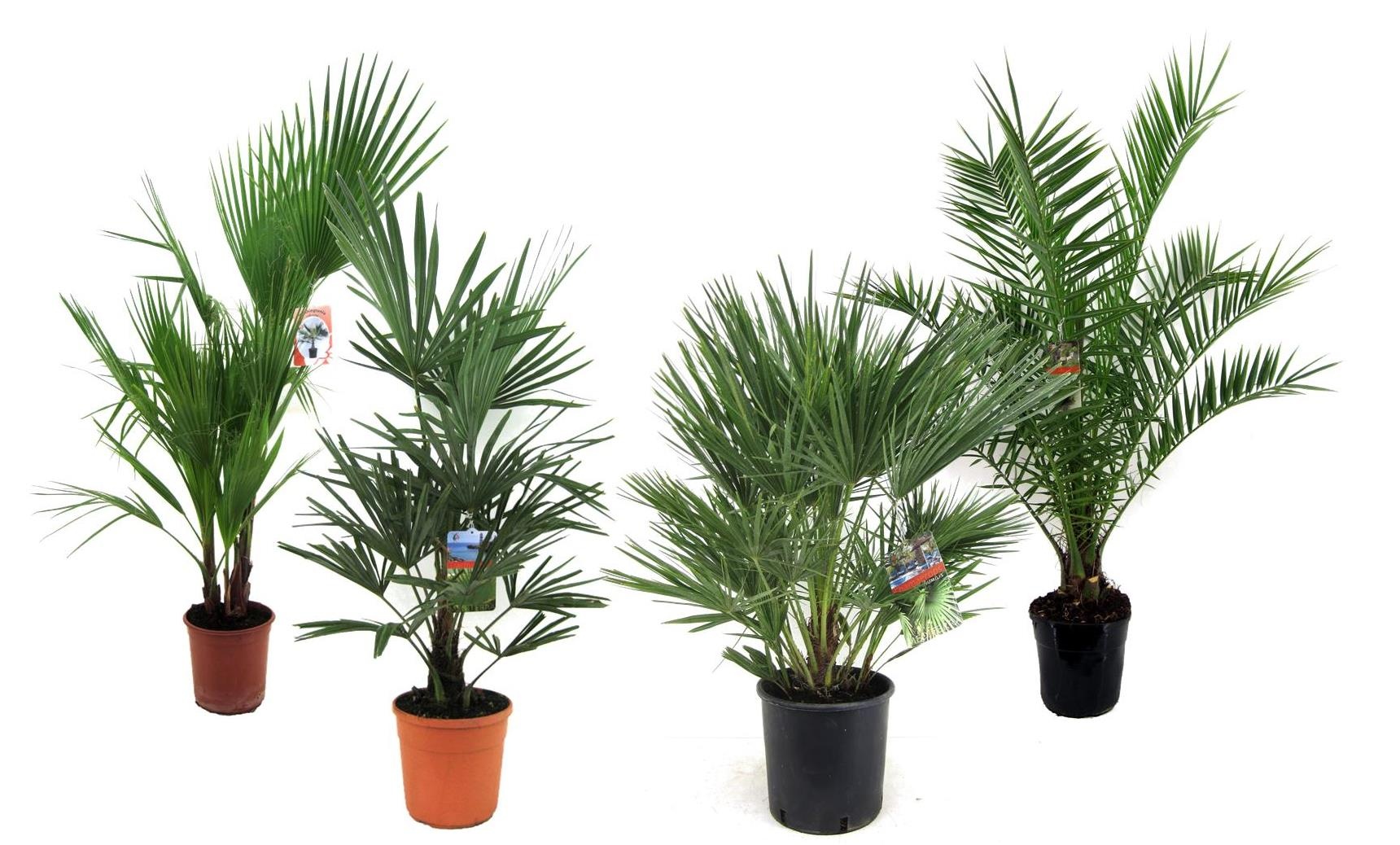 Palmen mix outdoor - 2/3 soorten, D 24