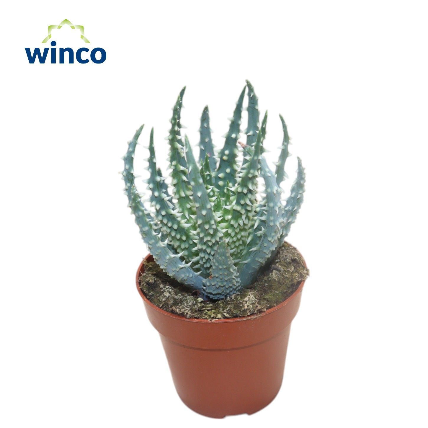 Aloe Humilis, D 8,5 cm Aloe Humilis, D 8,5 cm