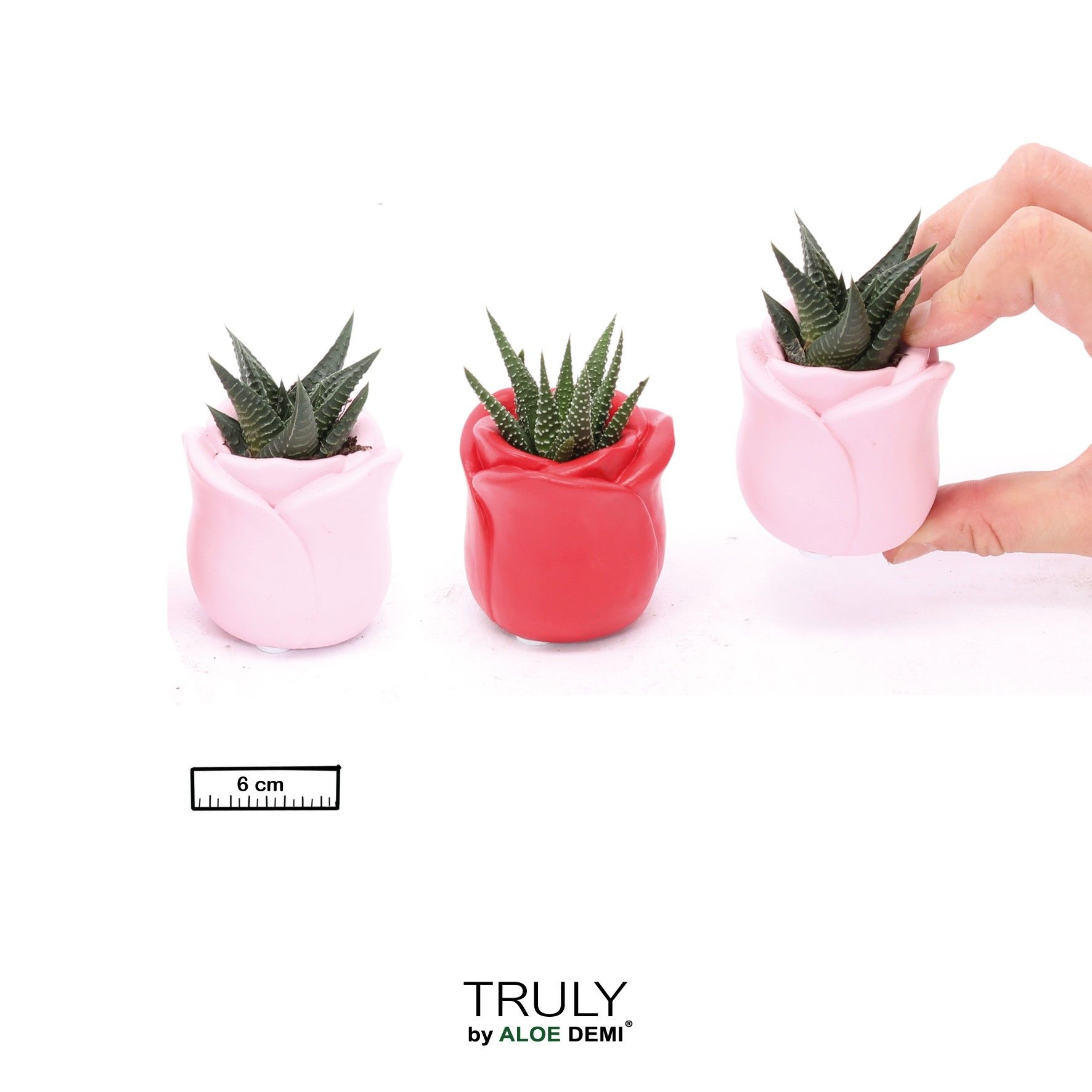 TRULY Succulent, Rose mini, D 6