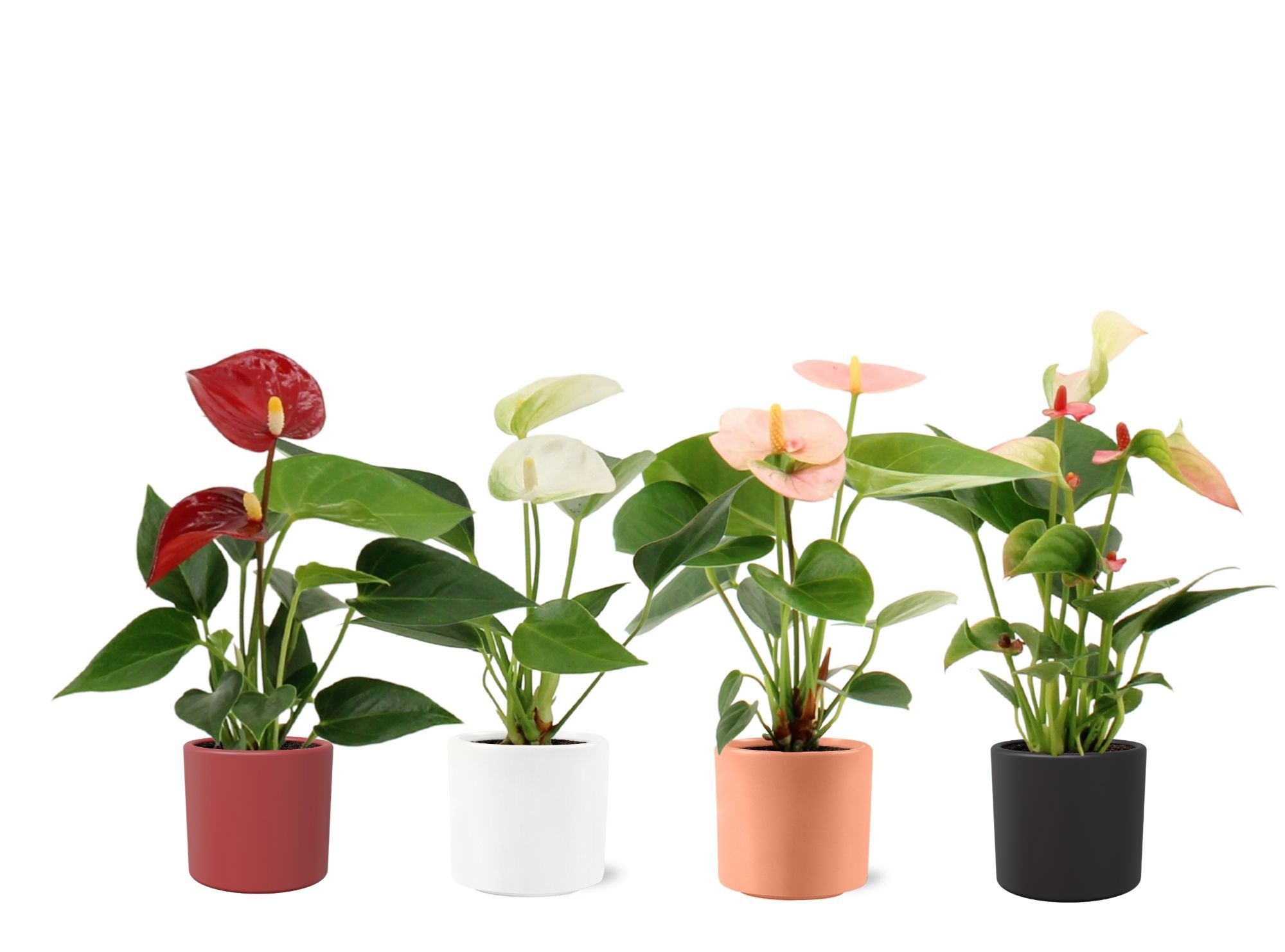 Anthurium 6 cm 4 color mix in Eva winter ceramics, D 6