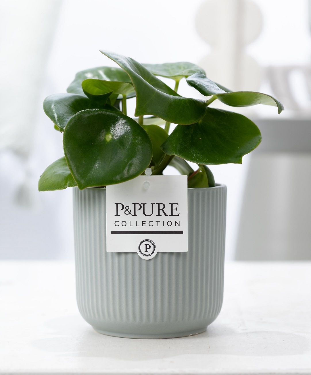 Peperomia Raindrop in P&PURE Sophie ceramics green, D 12