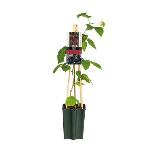 Rubus 'Thornfree' +3.0 label, D 15