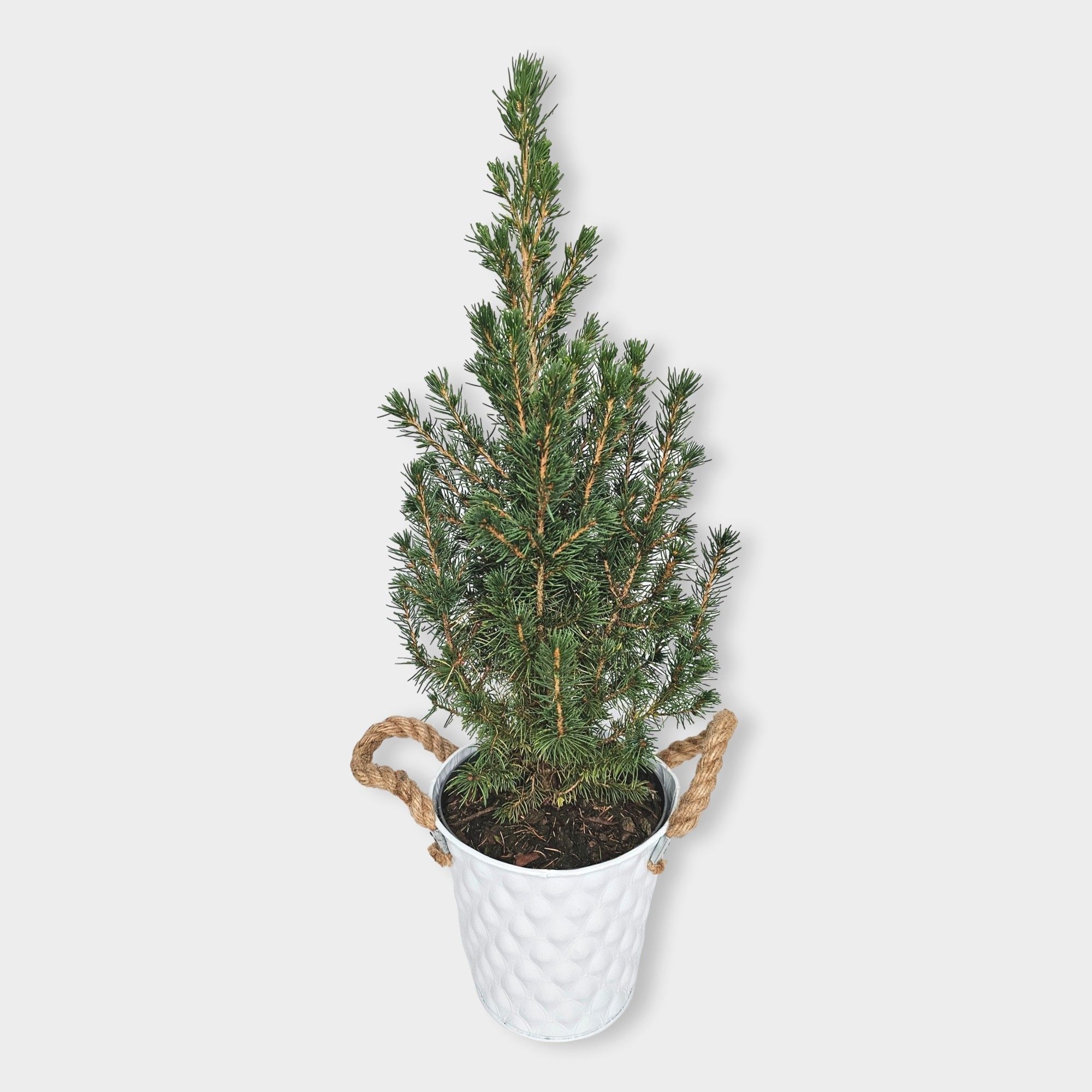 Picea glauca 'Conica' 55cm in zink wit, D 15 cm