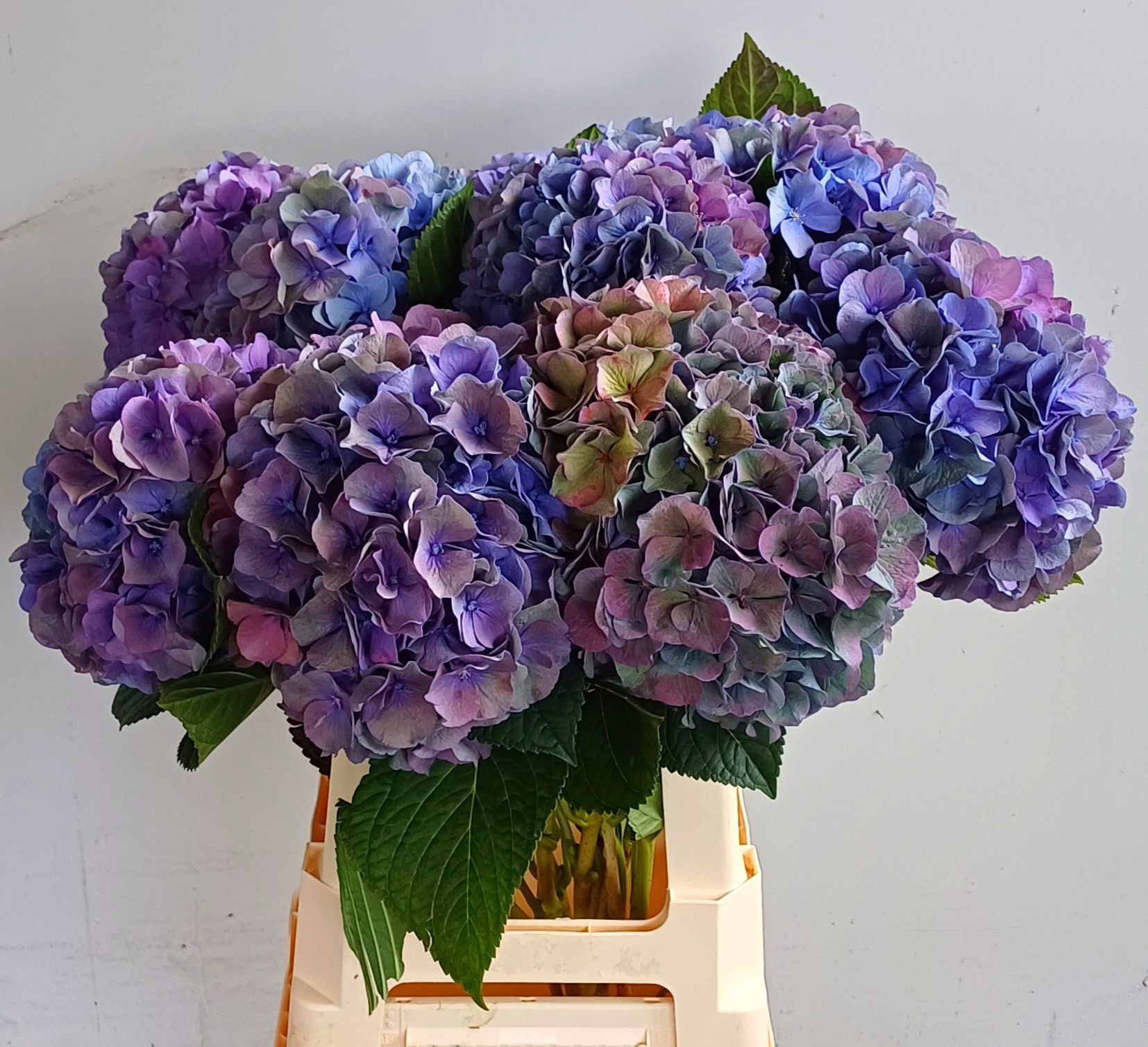 Гортензия Помпиду Классик 65, шт.