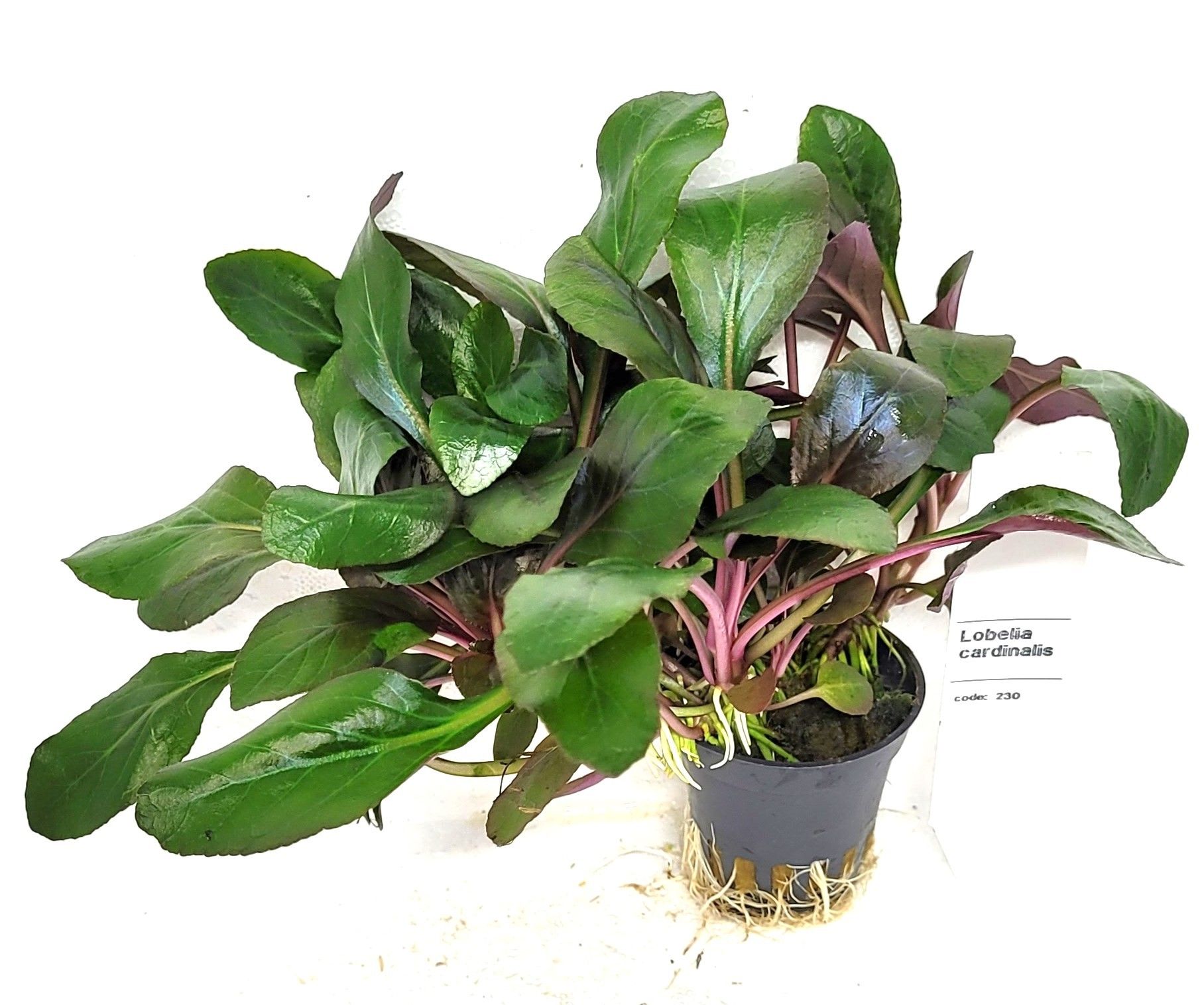 Lobelia cardinalis, D 5