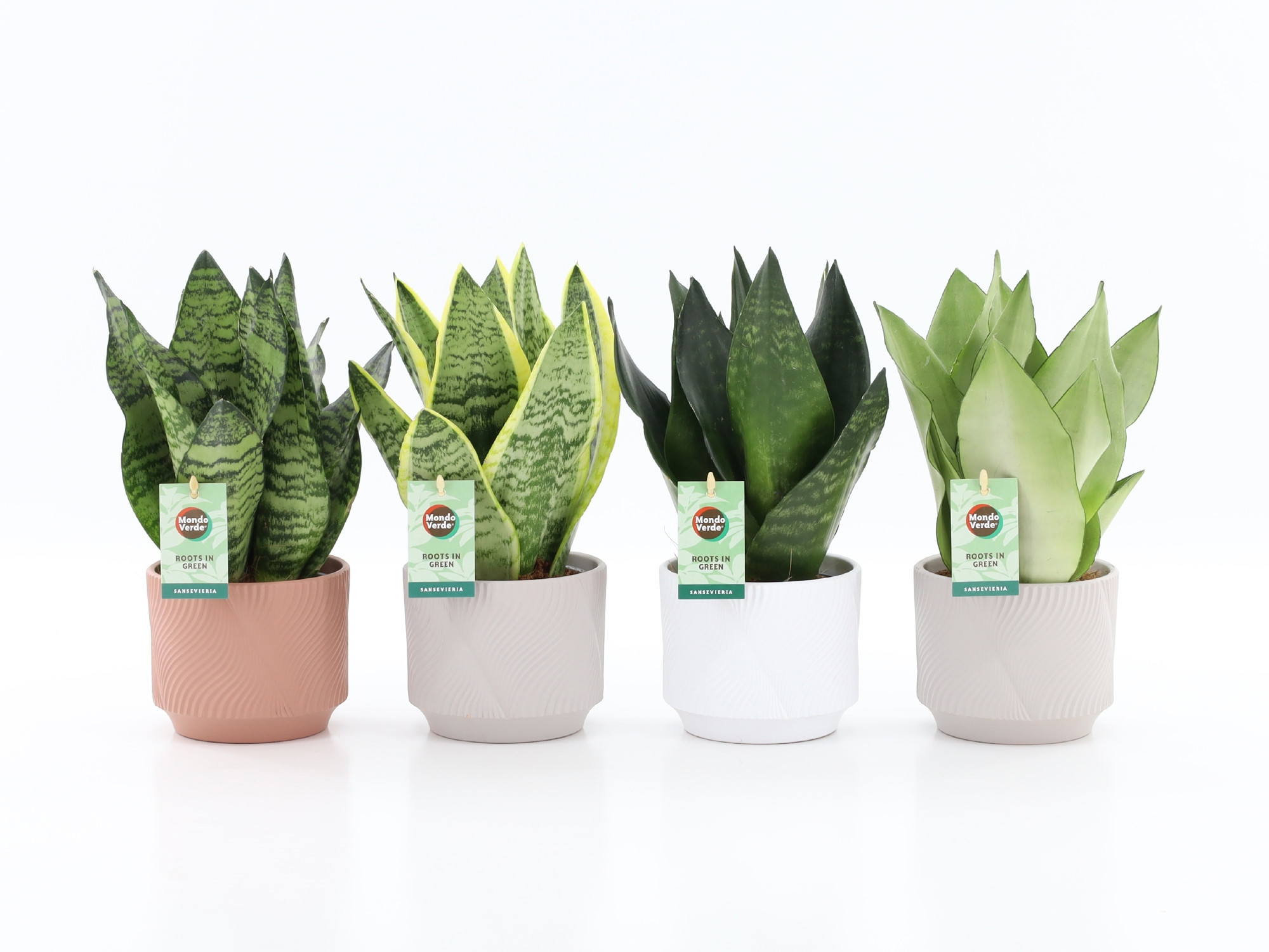 Sansevieria Mix in Rodena keramiek, D 13
