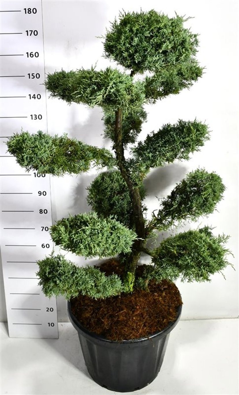 Juniperus virg. 'Grey Owl', D 58