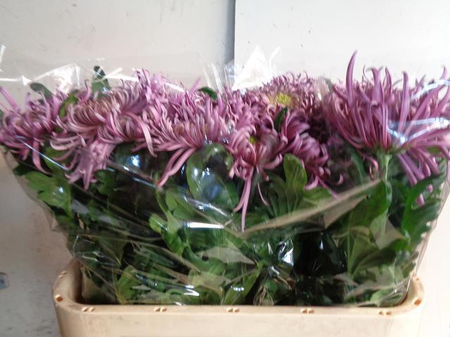 Хризантема од. Саратов 80, шт.