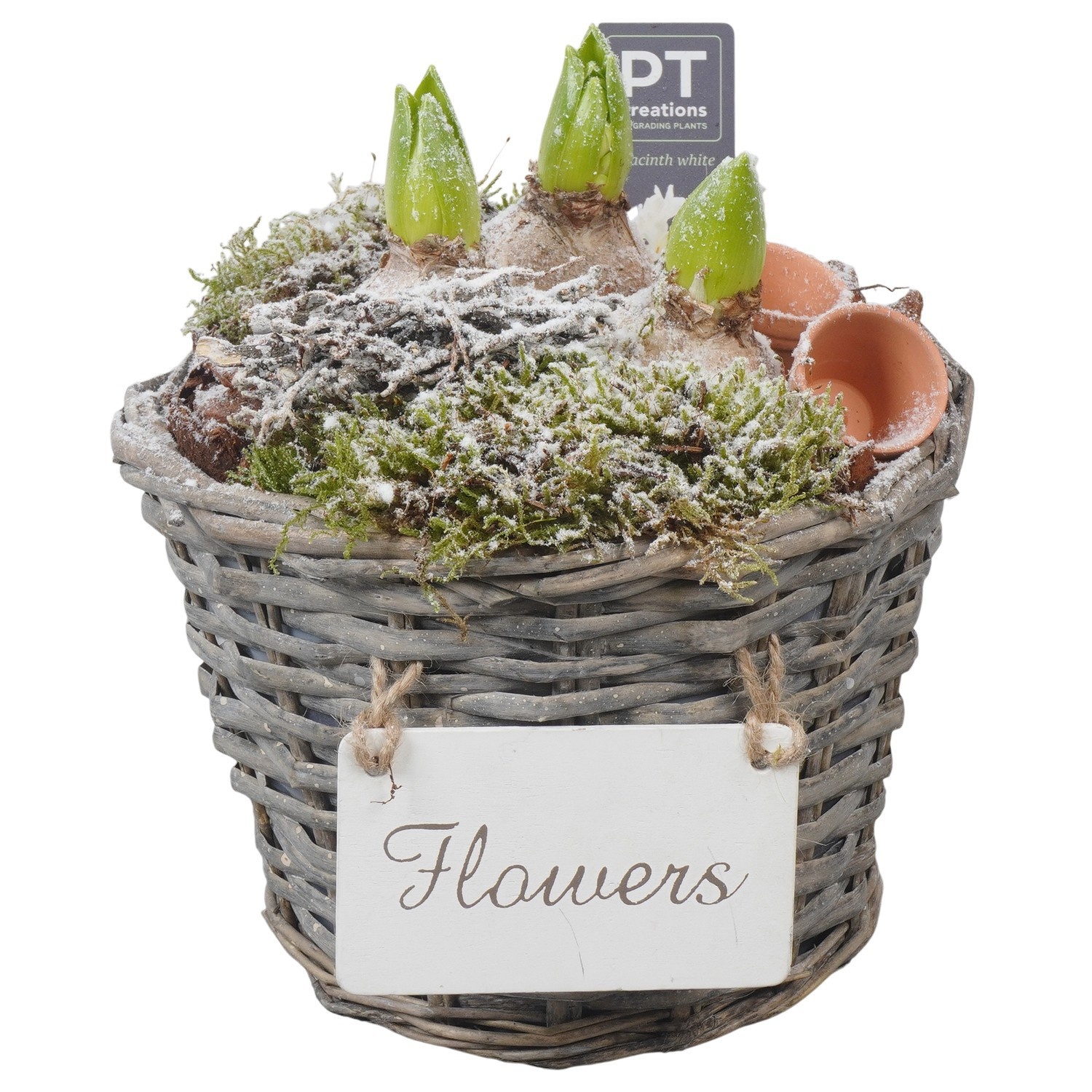 PTWH4056 Arrangement Winter Hyacint in rieten mand, D 21