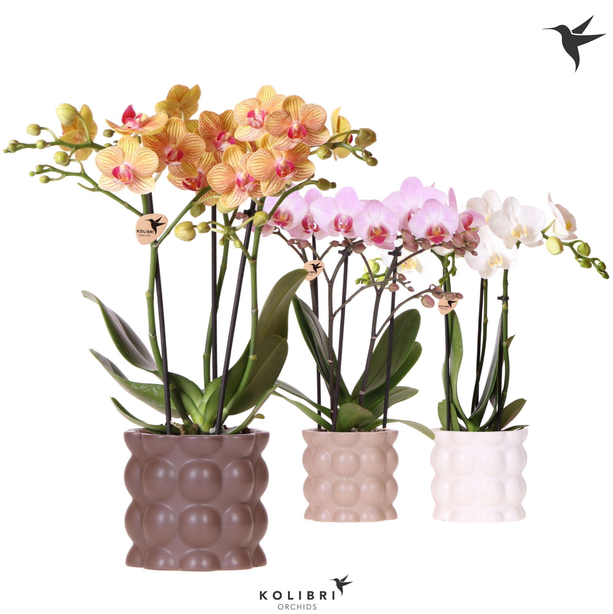 Kolibri Orchids Phalaenopsis mix 3 spike in Cotton pot sand mix, D 9