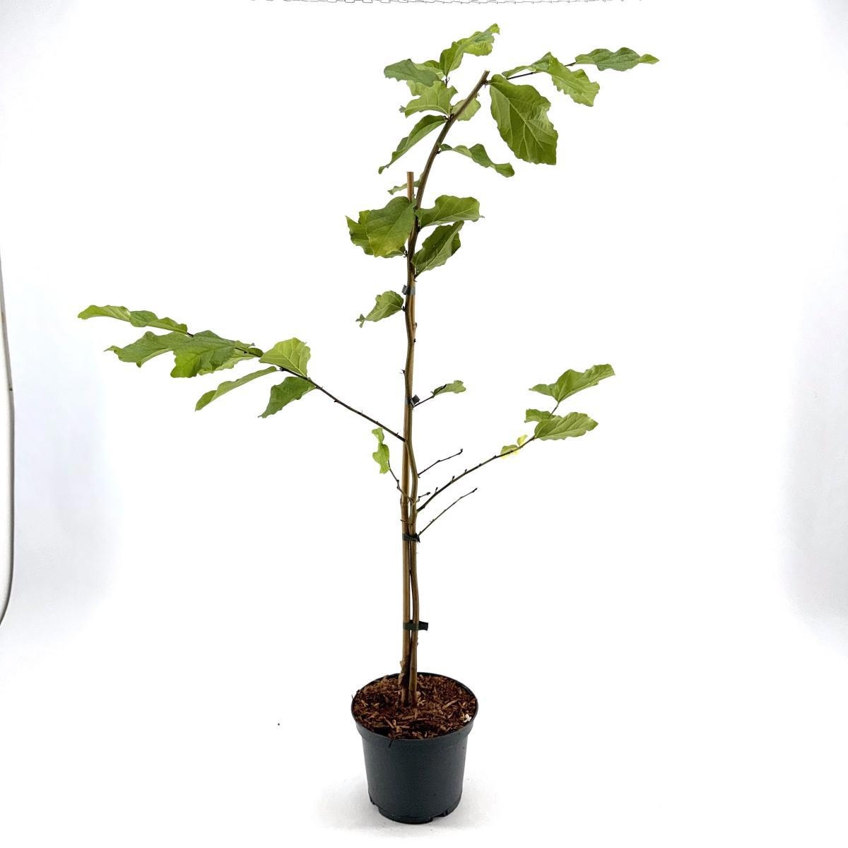 Parrotia persica 'Vanessa', D 19