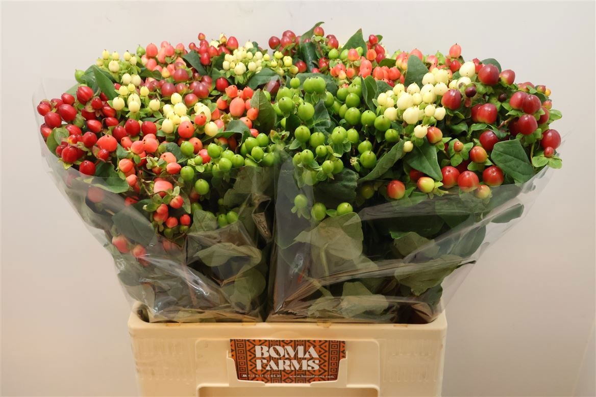 Гипперикум Мэджикал Микс 60, шт.