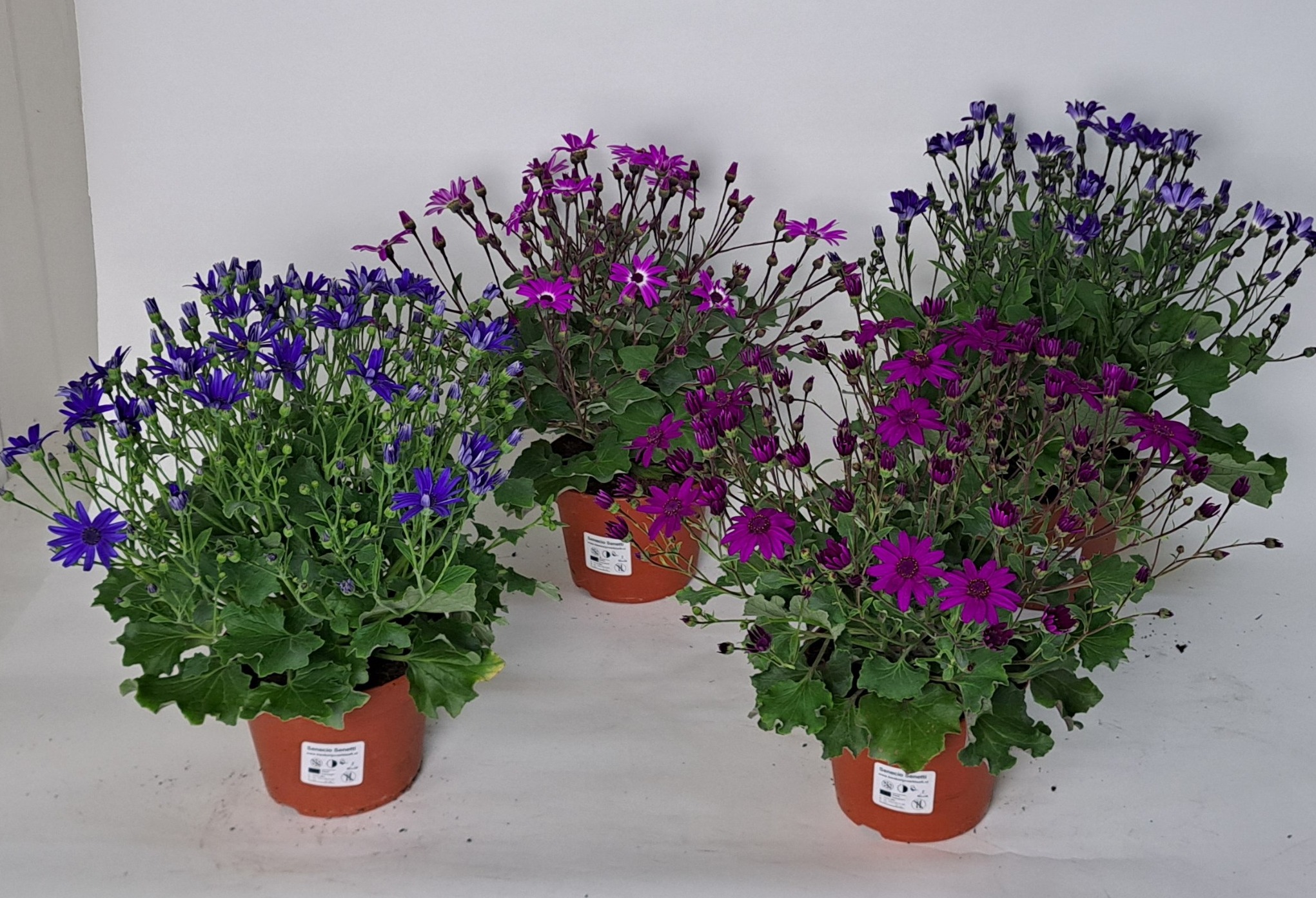 Pericallis (Senecio)Senetti mix laag is vervangen voor Pop Serie regel 131732, D 15