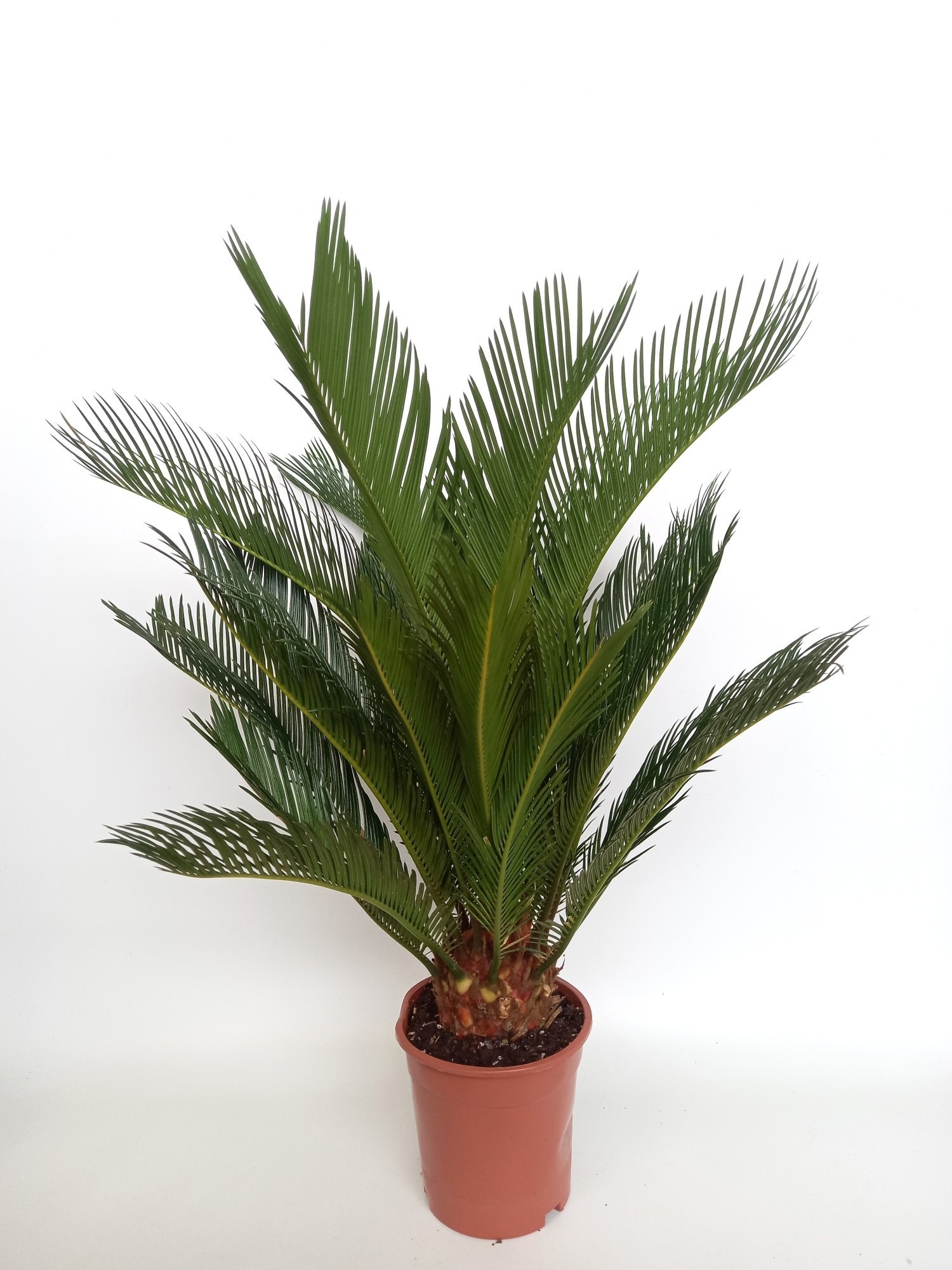 Cycas revoluta 17 cm, D 17