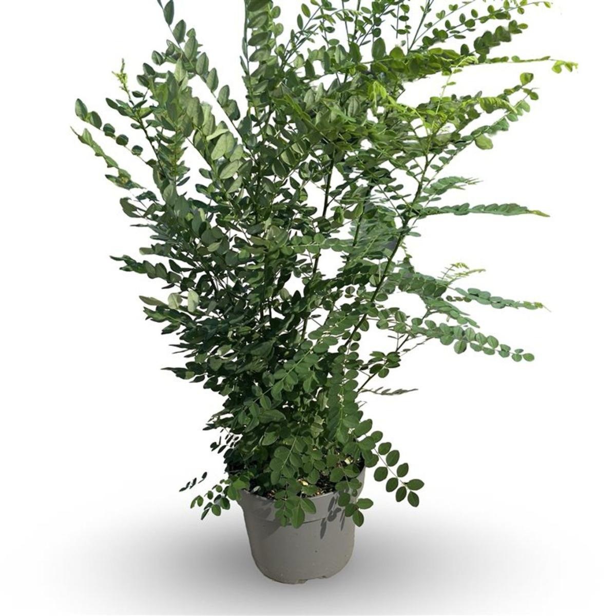 Styphnolobium japonicum, D 32 cm