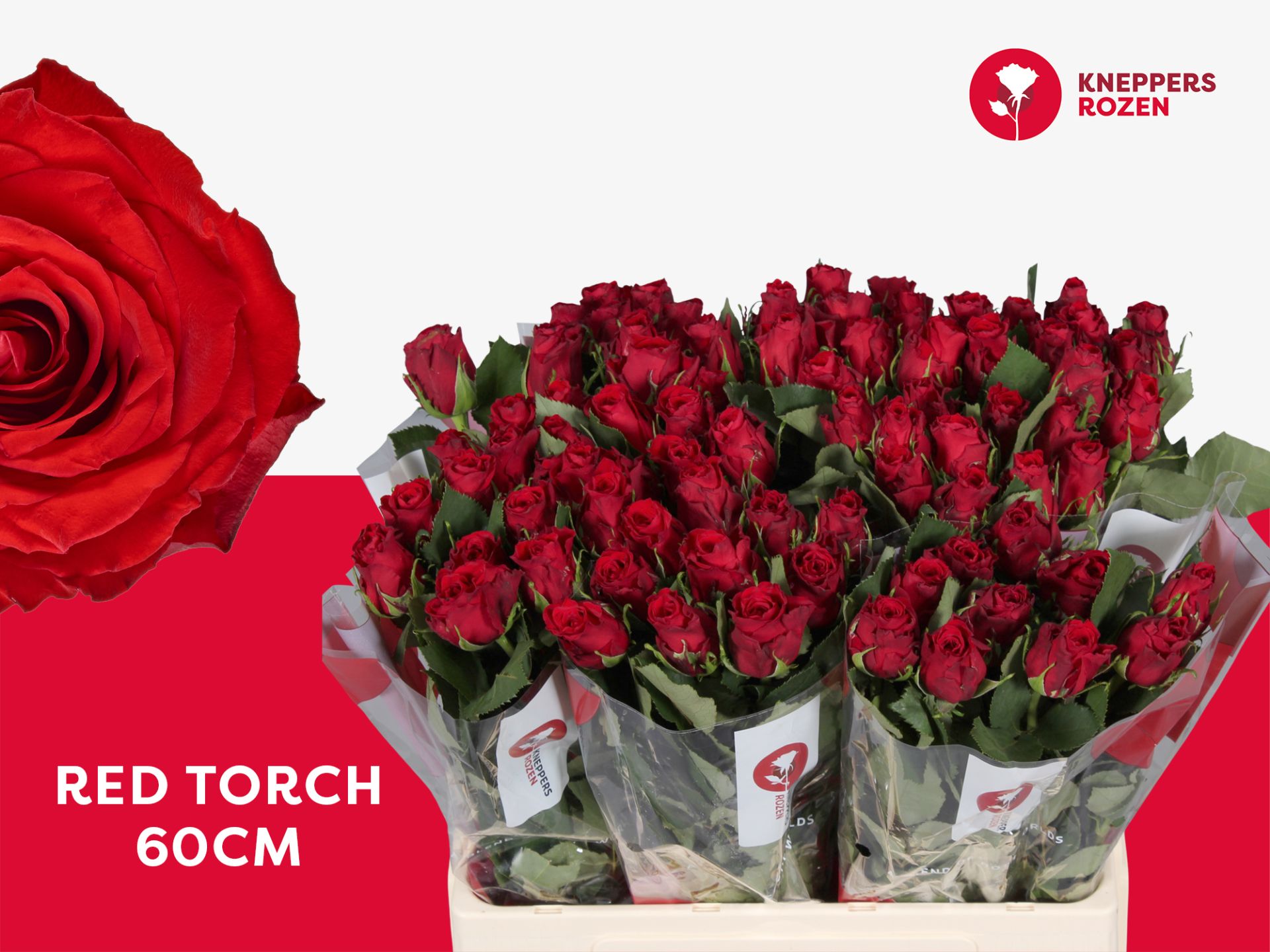 Роза од. Рэд Торч 60, шт.