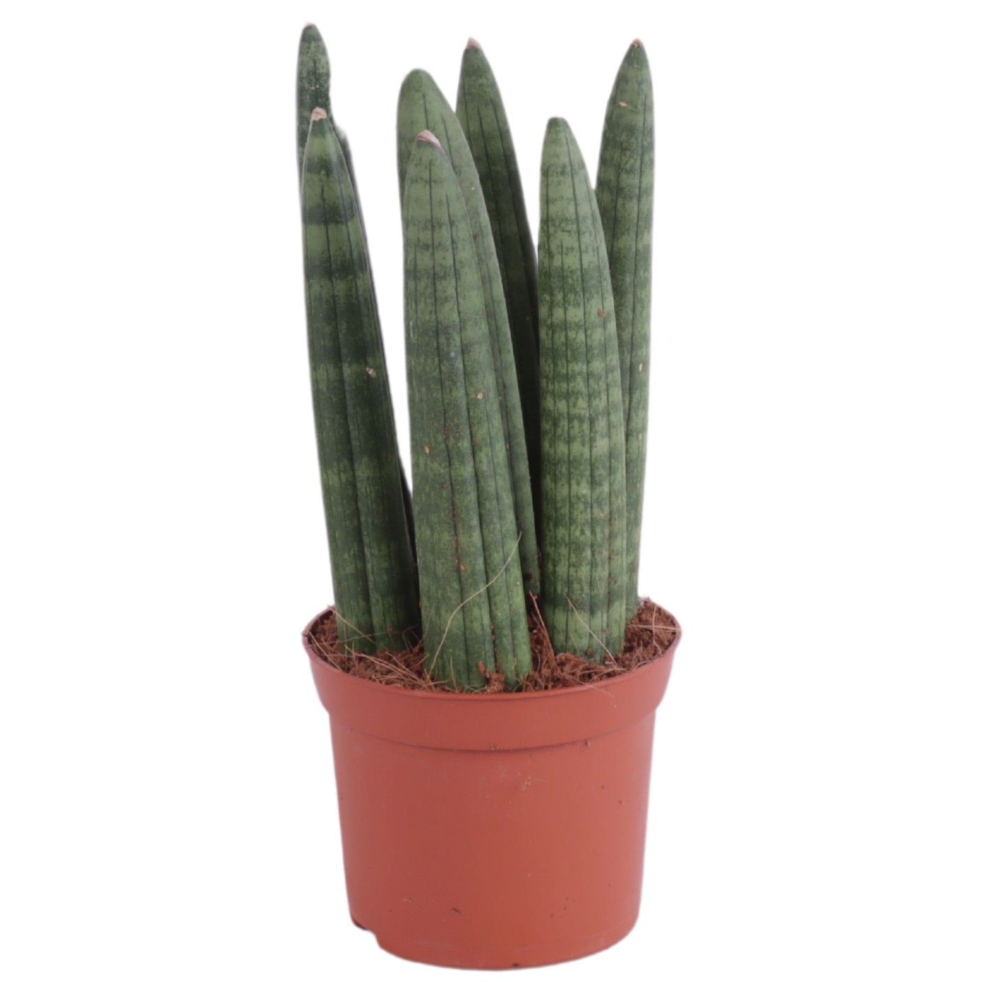 Sansevieria Cylindrica Straight 7 Leaf Ø8,5cm, D 8,5