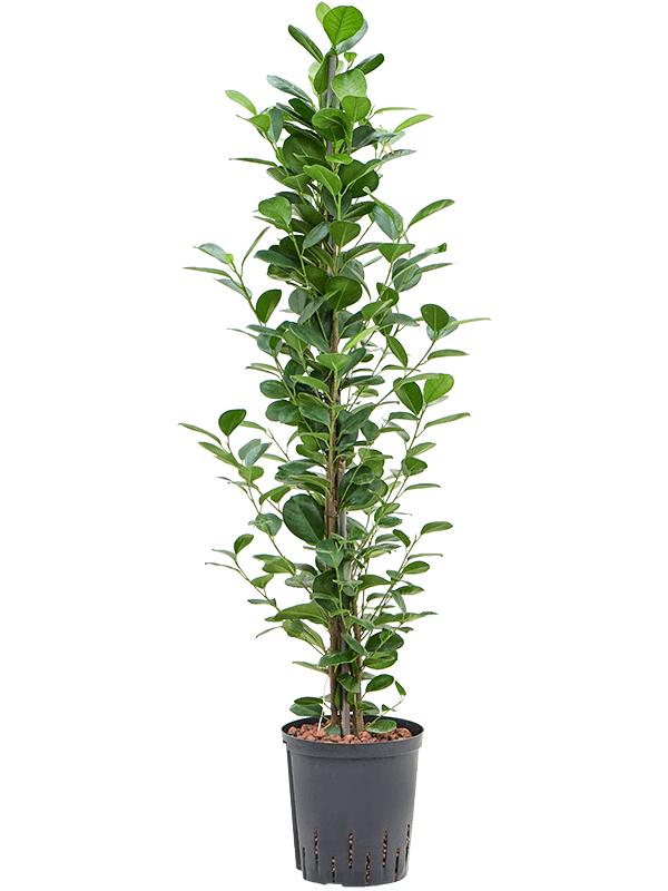 Ficus microcarpa 'Moclame', D 18 cm