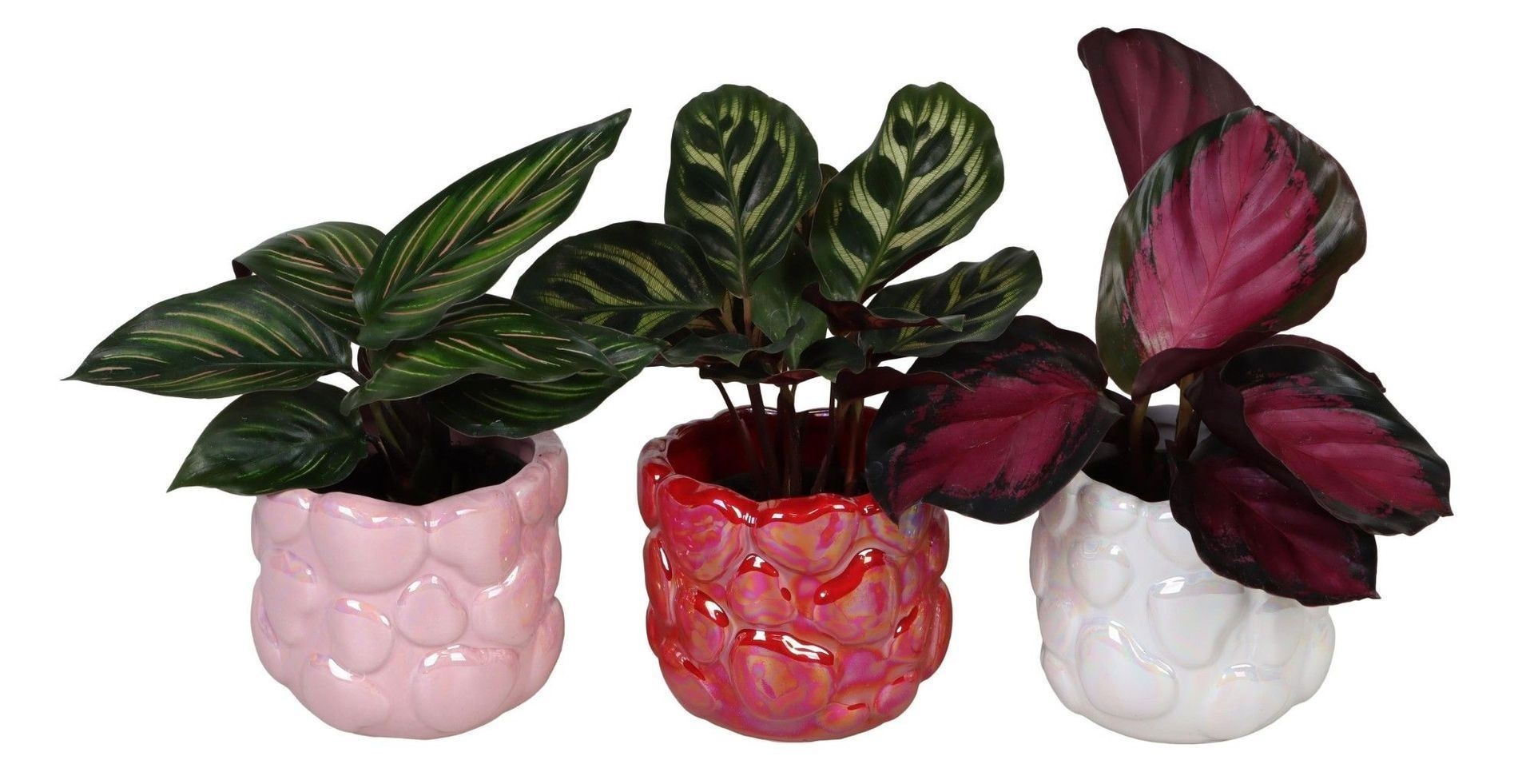 L 66711 with Calathea Mix 6 cm, D 6