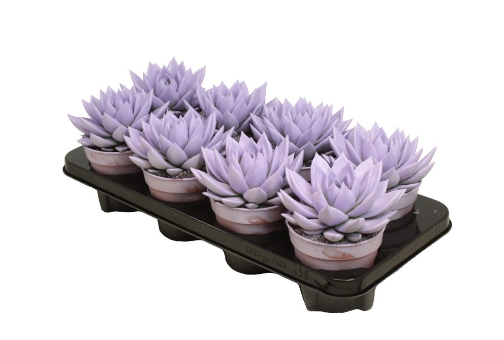 Miranda coloured pastel purple, D 12