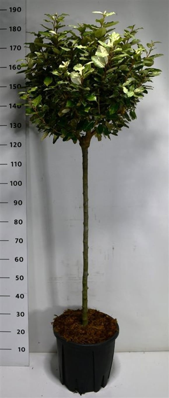 Elaeagnus ebb. 'Compacta', D 38 cm Elaeagnus ebb. 'Compacta', D 38 cm