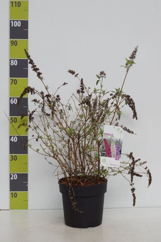 Buddleja 'Buzz -R- Trio C 7, D 27