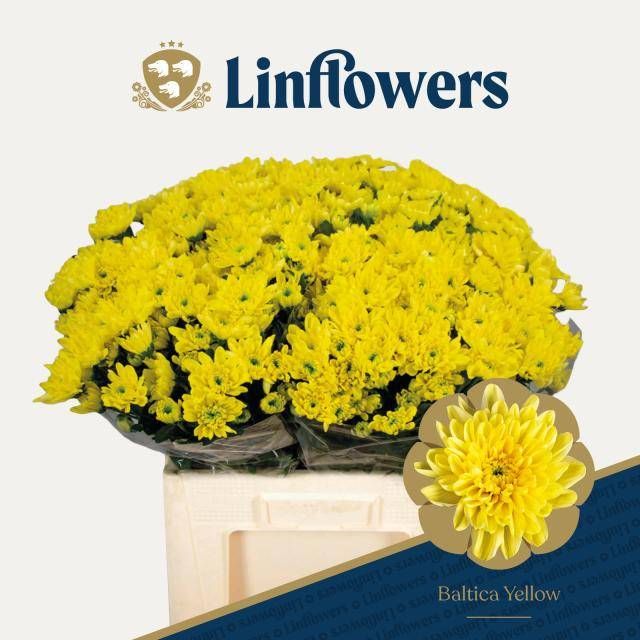 Хризантема куст. Балтика Еллоу 60, шт.