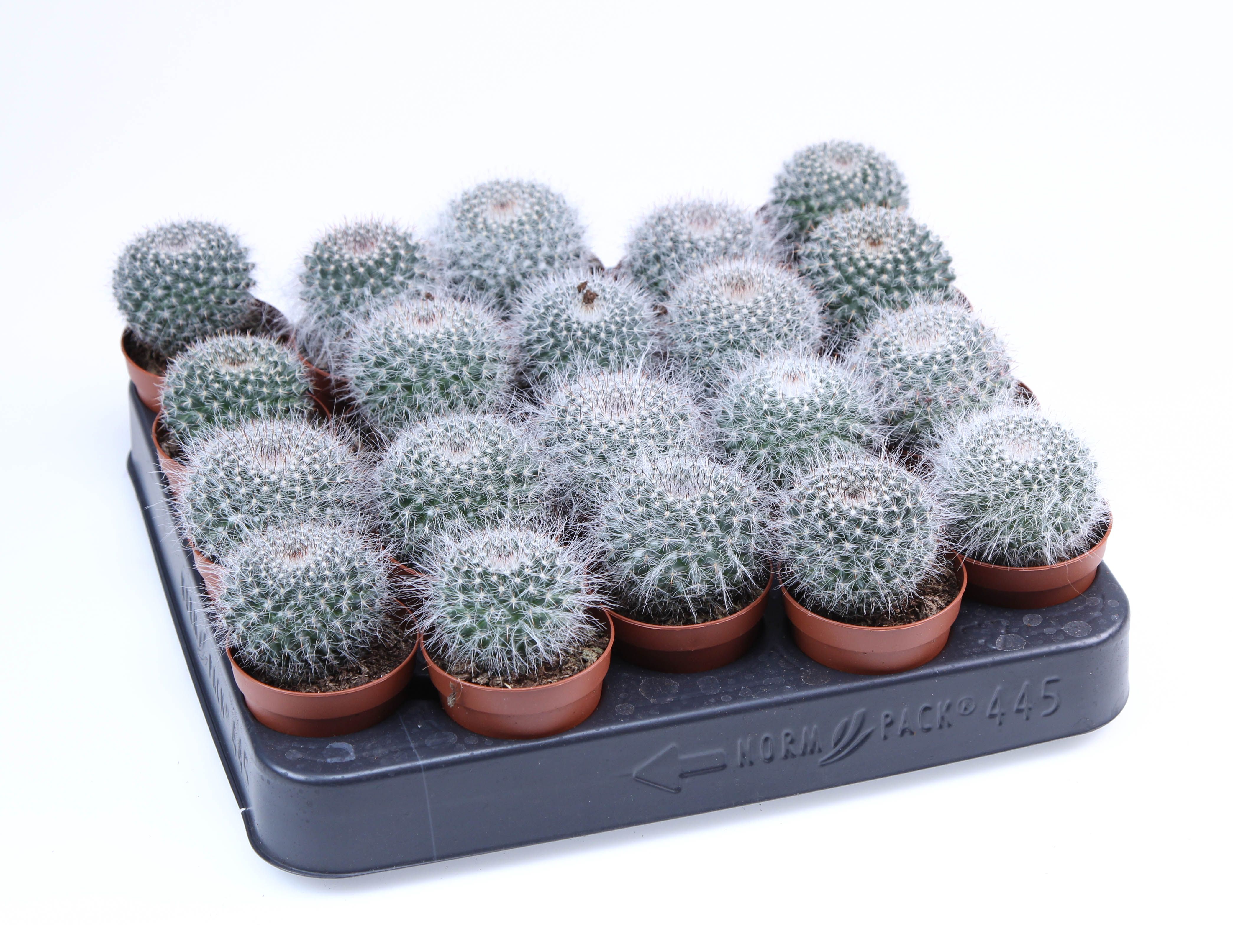 Mammillaria hahniana E, D 5,5