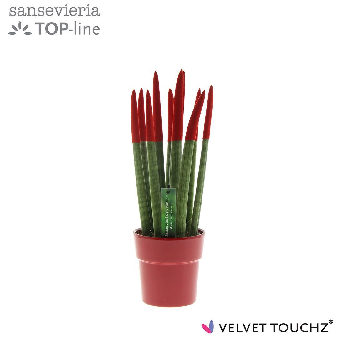Sansevieria VELVET TOUCHZ® Rood in keramiek Edel, D 12
