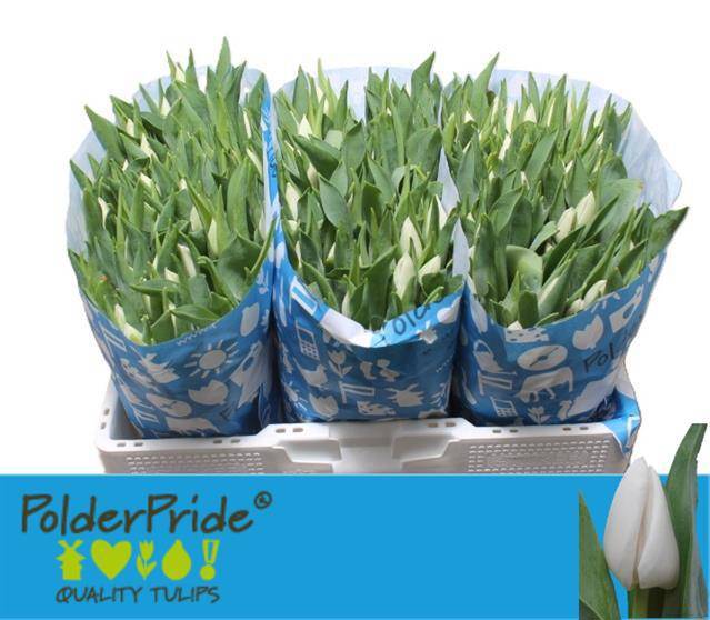 Тюльпан од. Апдейт (бел.), шт. Тюльпан од. Апдейт (бел.), шт.