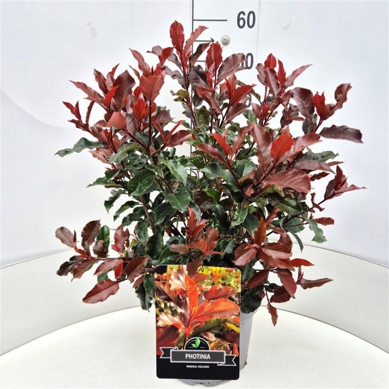Photinia Magical Volcano, D 29