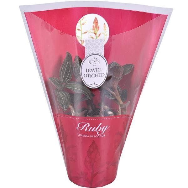 Ludisia Discolor p12 cm 3+T M, D 12