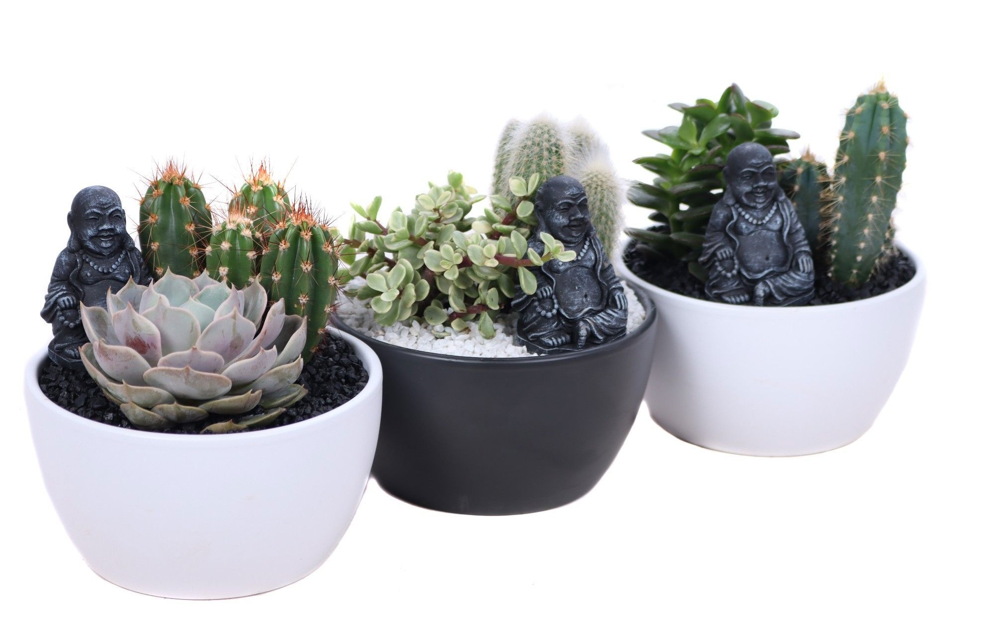 Opgemaakte zwarte en witte schaal met succulent en cactus en bud, D 16