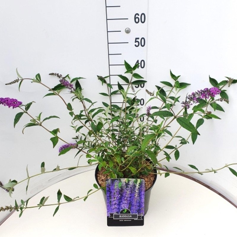 Buddleja d. 'Empire Blue', D 29