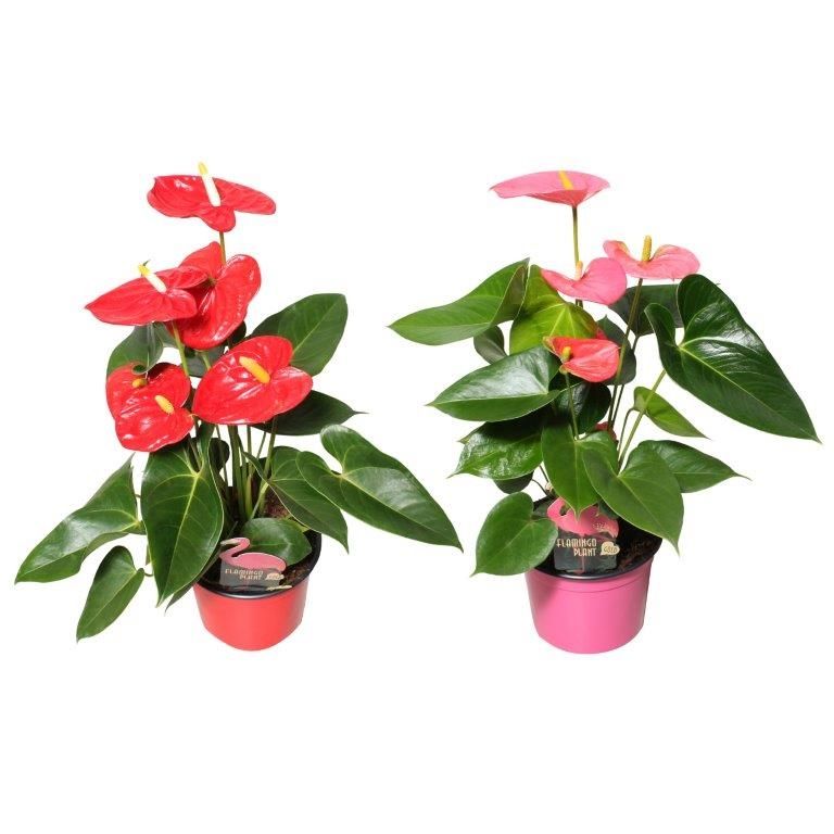Anthurium Flamingo mix 12cm rood-roze, D 12