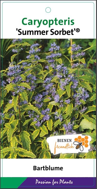 Caryopteris cland. 'Summer Sorbet' C5, D 23 cm
