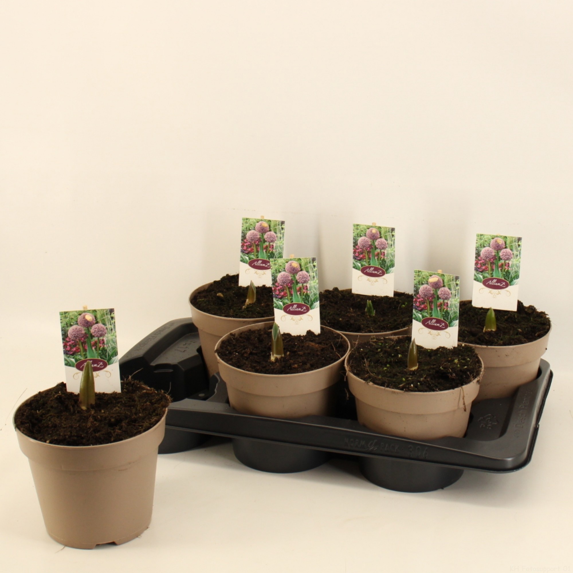 Allium Lucky Balloons17cm, D 17