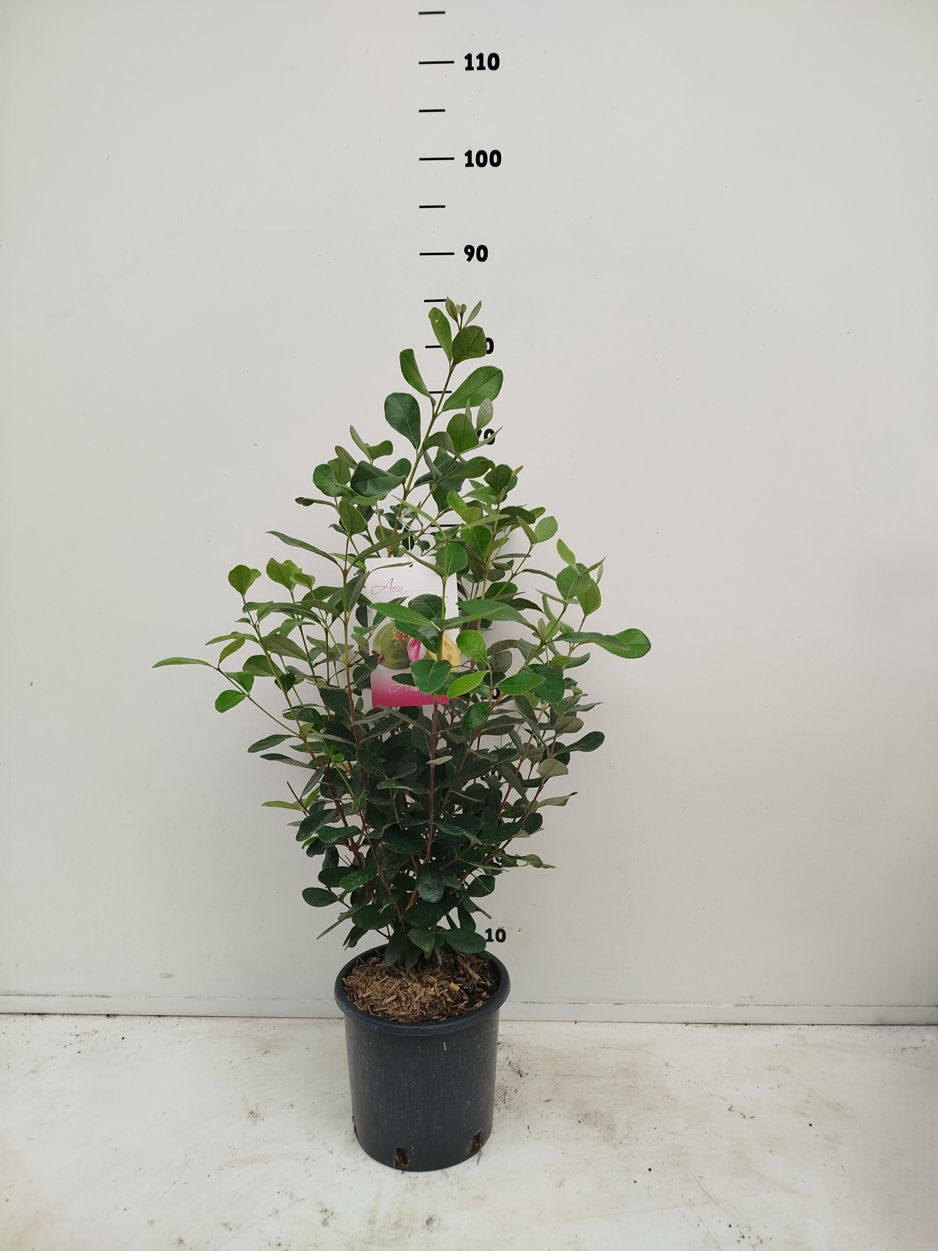 Acca sellowiana, D 19