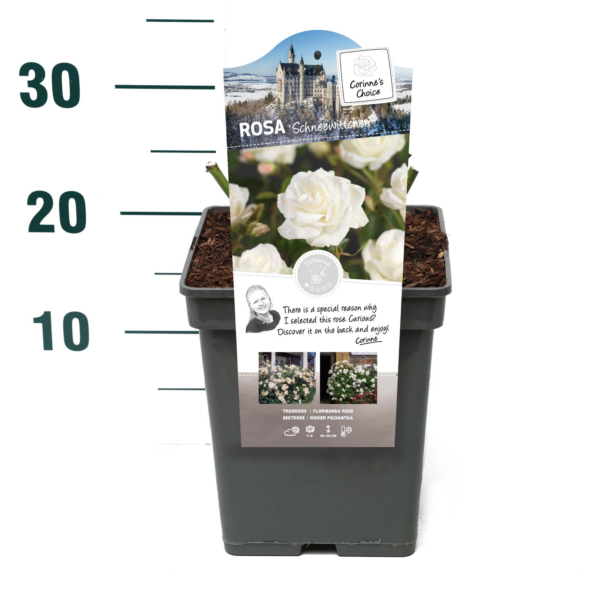 Rosa 'Schneewittchen' - Struik - VP5 - Categorie 3, D 23