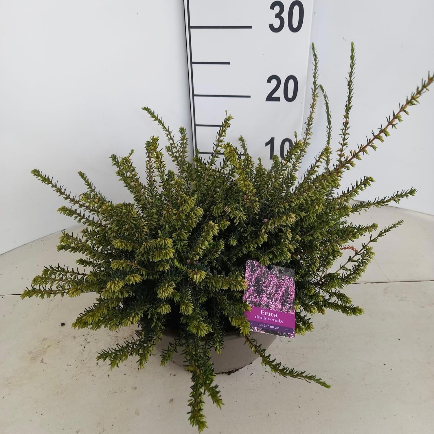 Erica darl. 'Ghost Hills' - Schaal, D 23 cm