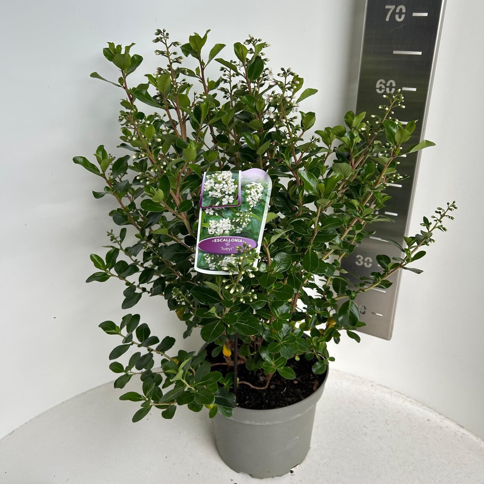 Escallonia 'Iveyi', D 23