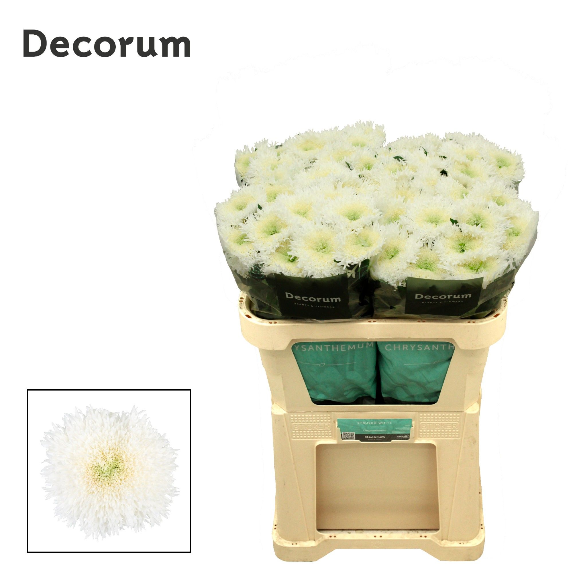 Хризантема од. Этрушко Вайт 70, шт.