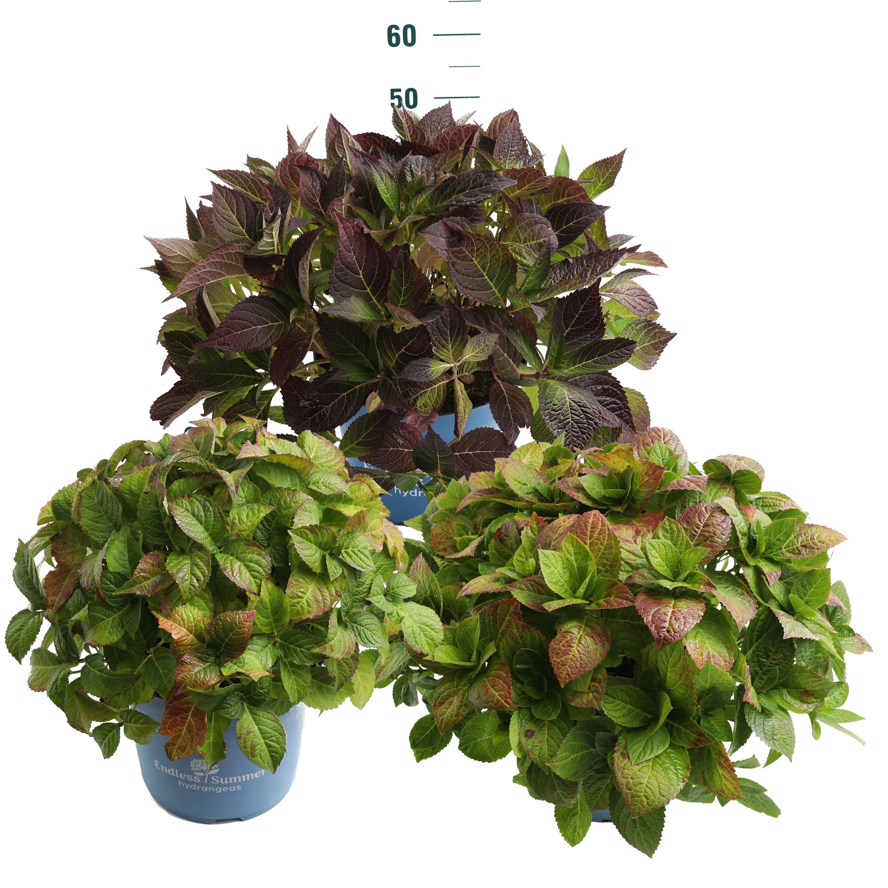Hydrangea Endless Summer 'Mooiste Mix' - P30, D 30 cm