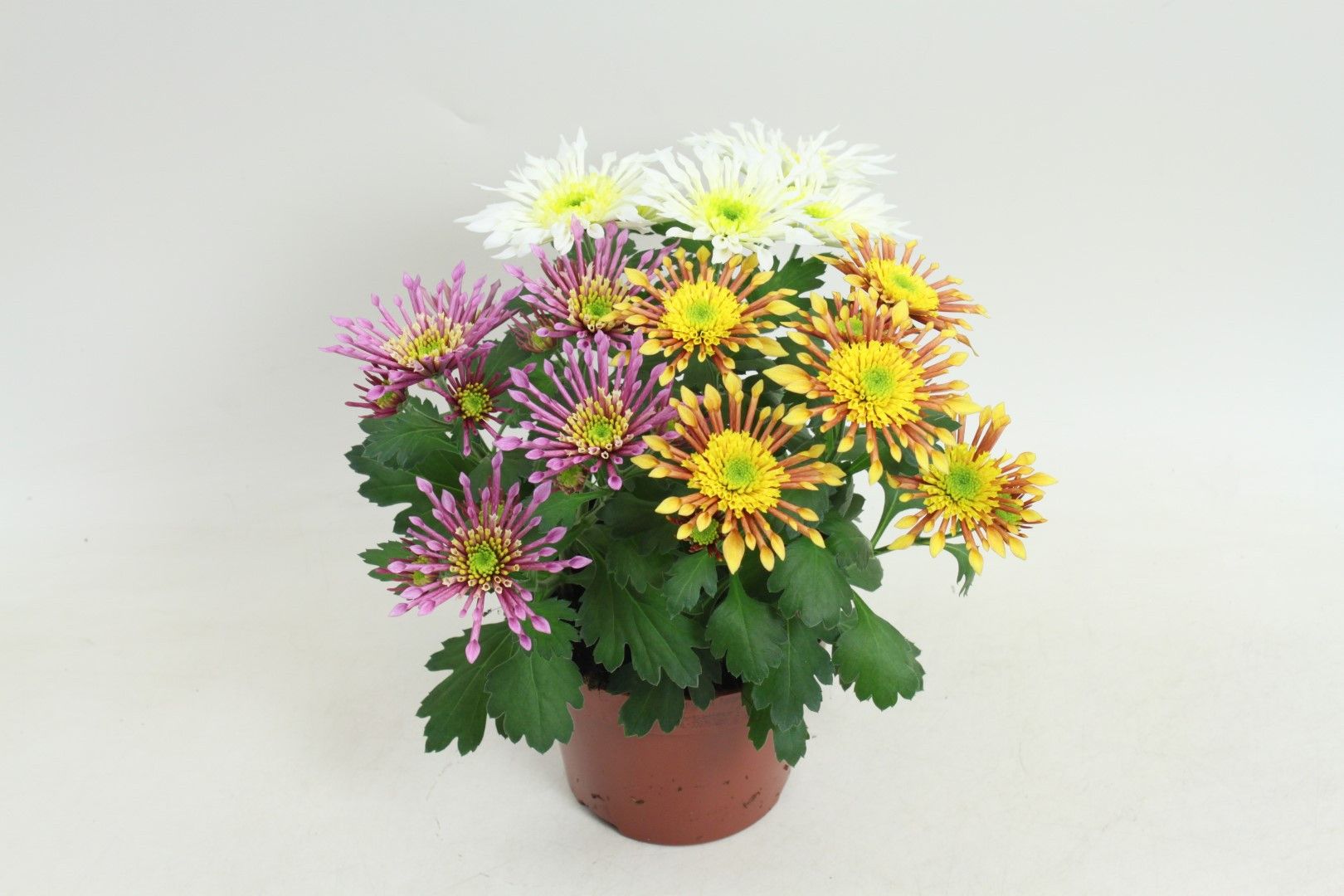 Splash Intense mix per pot, D 12