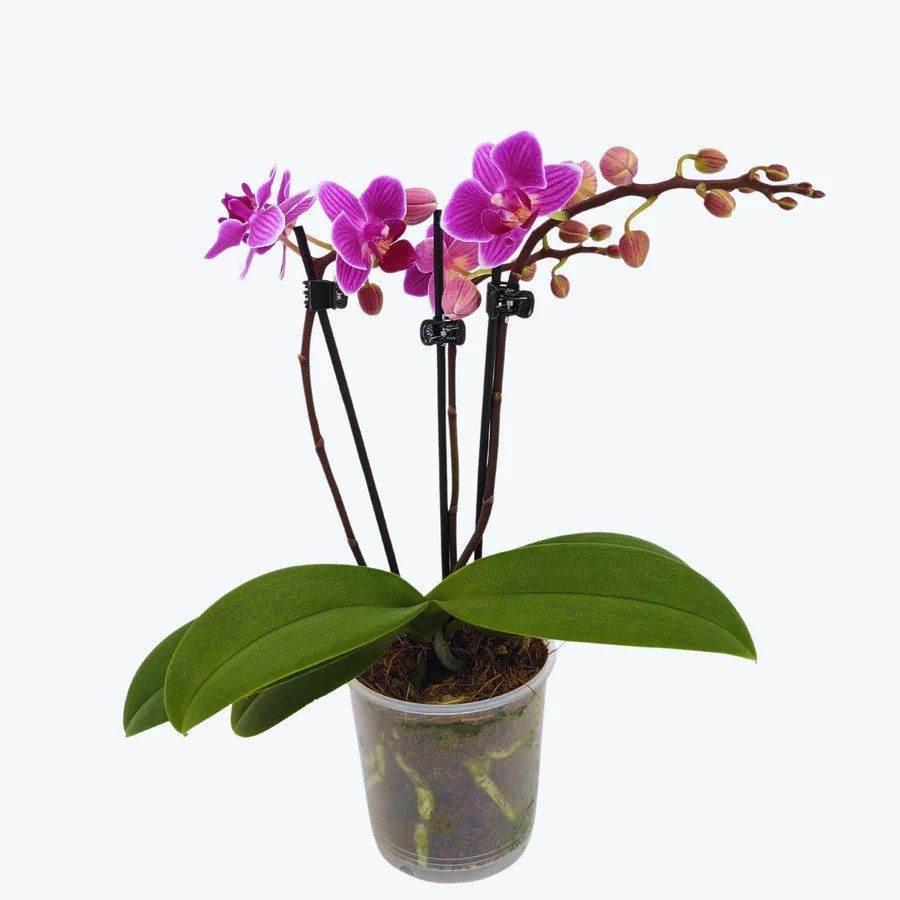 Phal. 3 tak 'Caracas' 9 cm Topf 'Table Dance', D 9