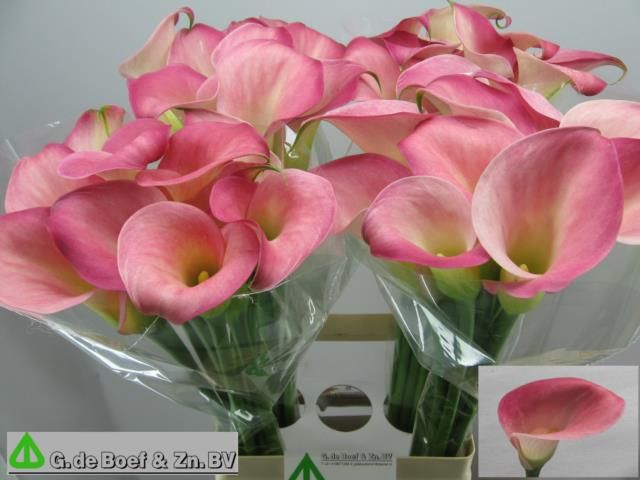 Калла Кэнди Дрим 70, шт.